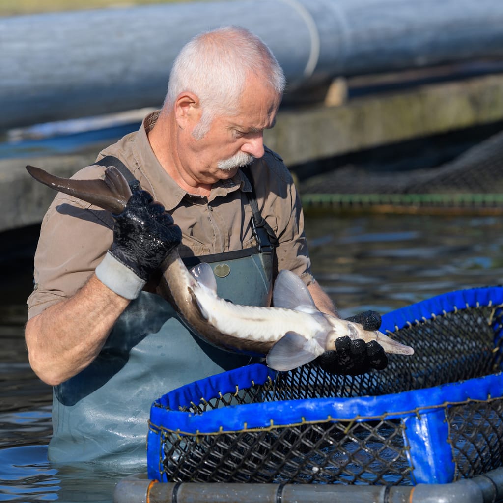 image aquaculteur/trice